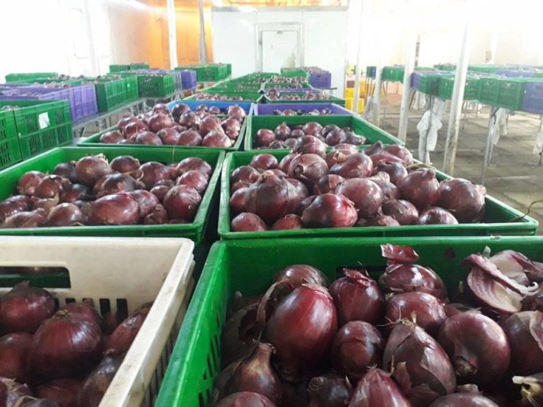onions