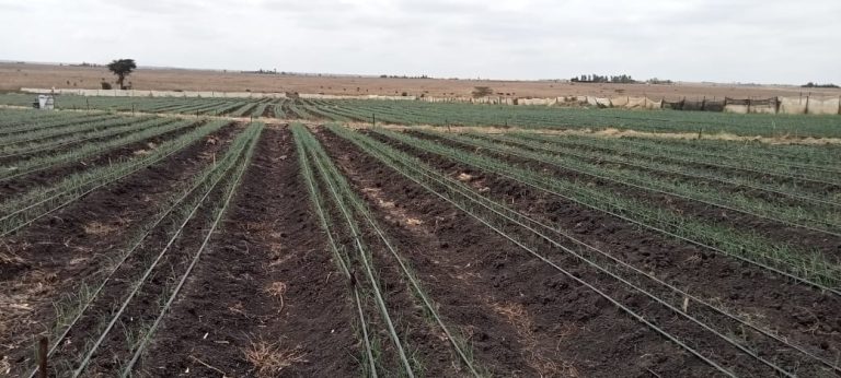 irrigated farm