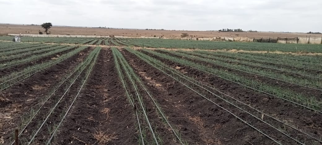 irrigated farm