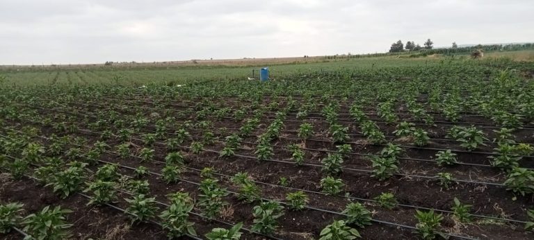 UNDERSTANDING LAND LEASING COSTS IN KENYA: A COMPLETE GUIDE