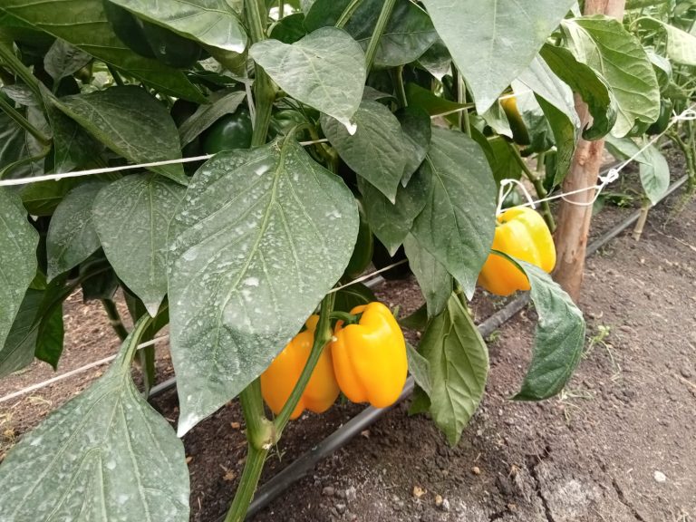 farm