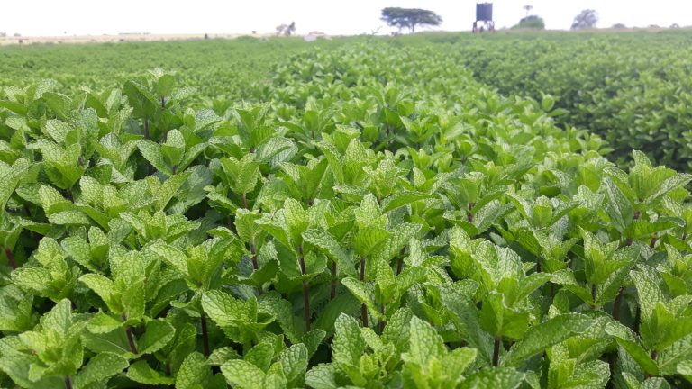 mint herbs