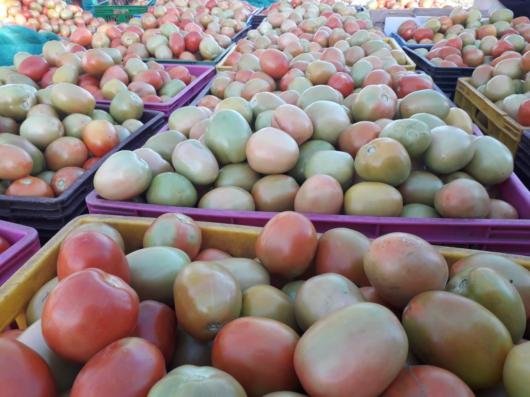 Tomatoes