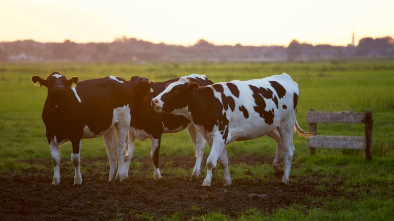Dairy cows