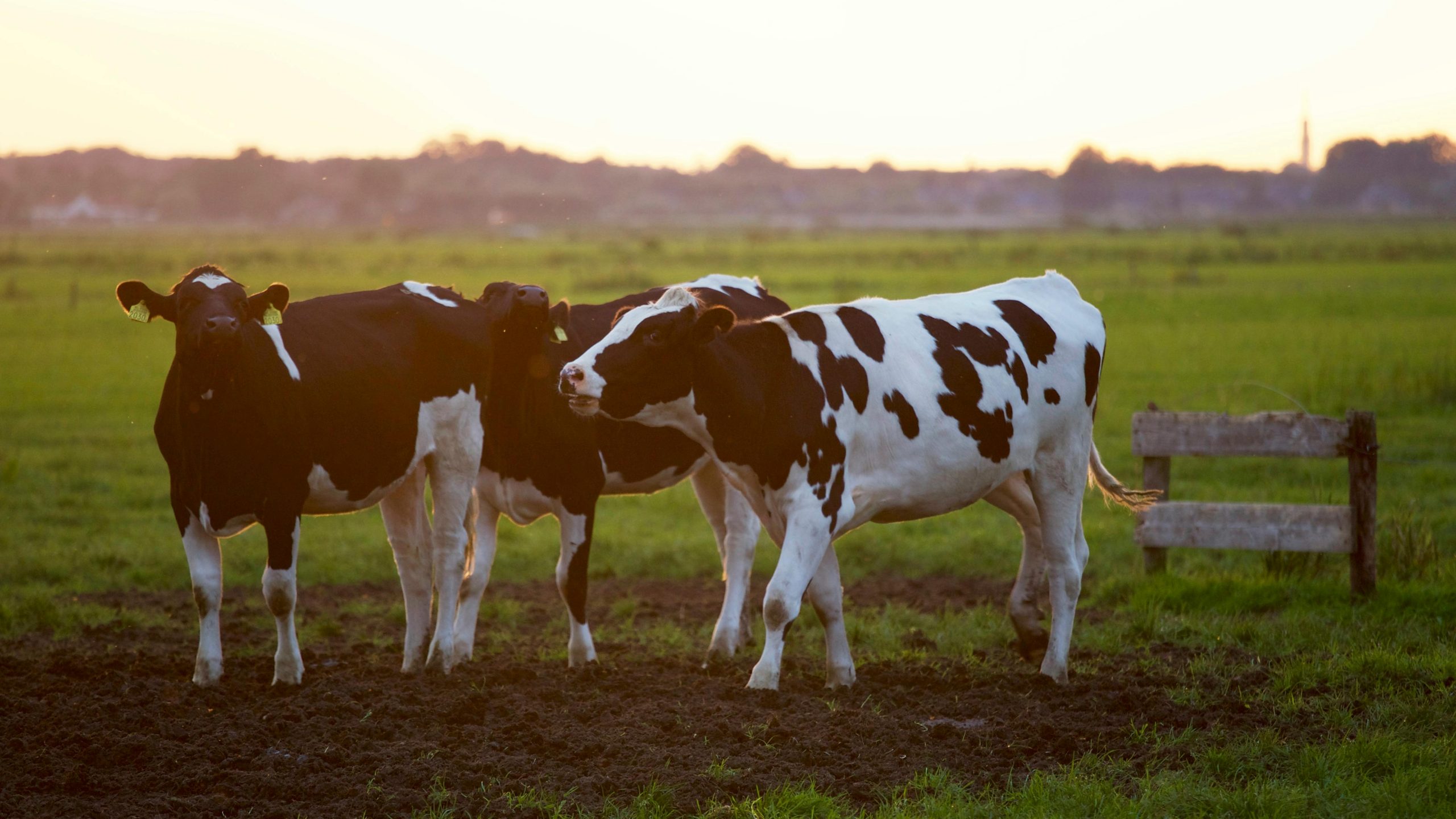 Dairy cows