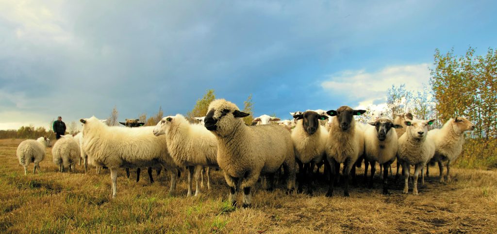 Sheep