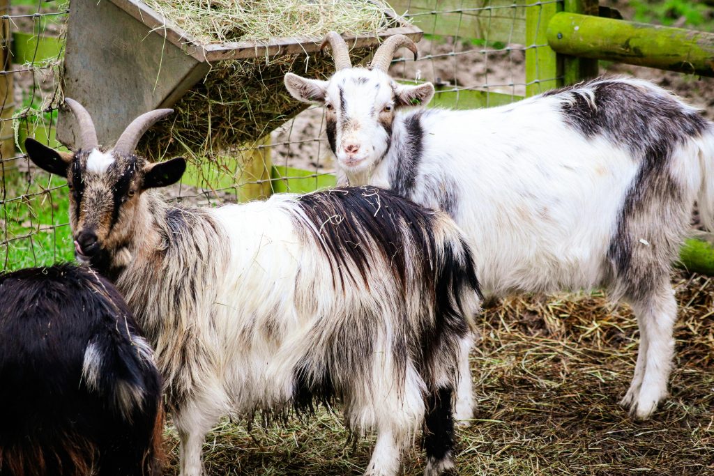 Goats