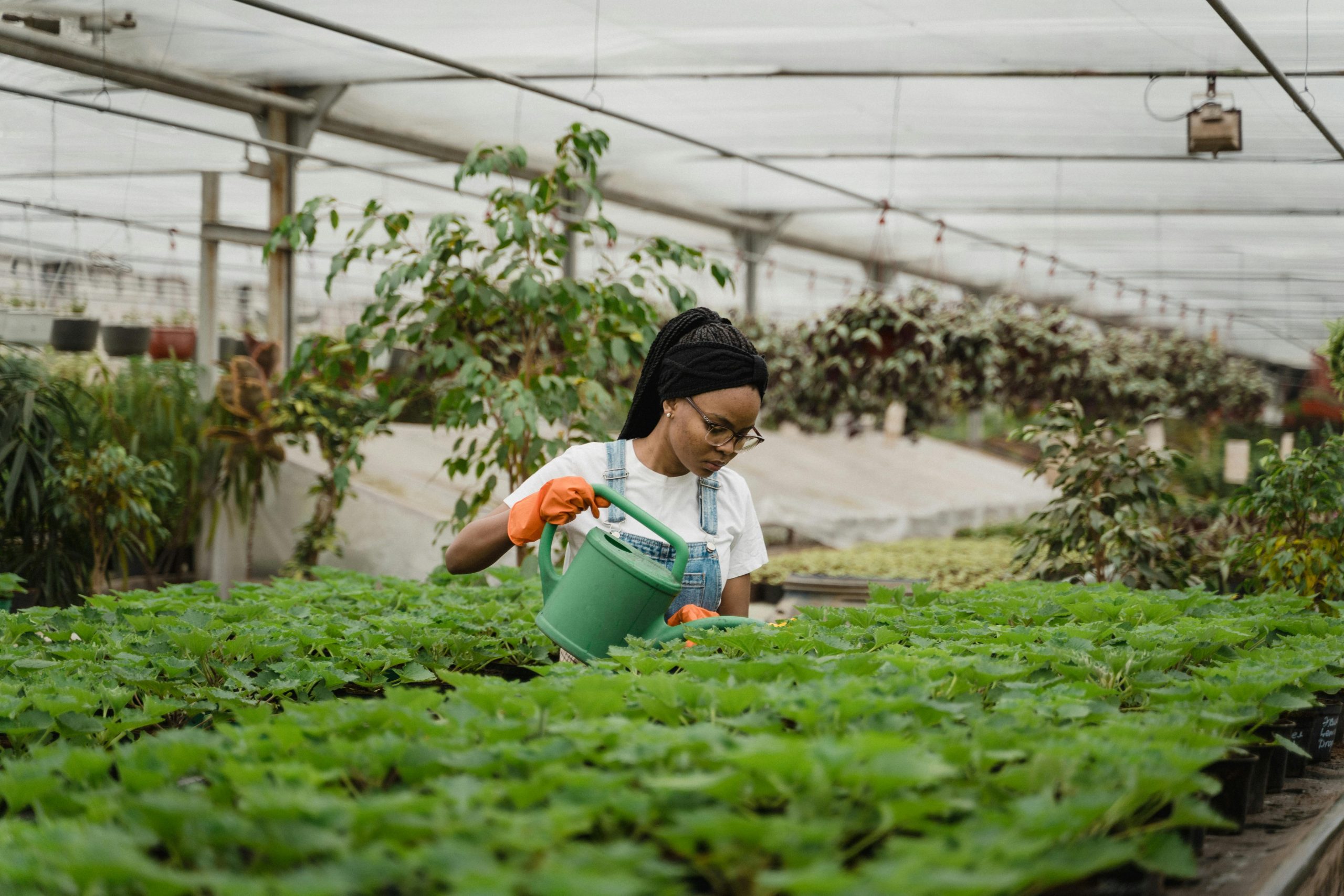 farmer watering crops