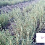 Thyme