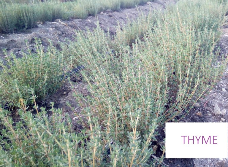 Thyme