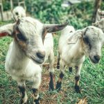 goats