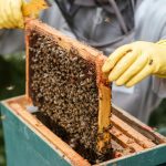 Bee farming