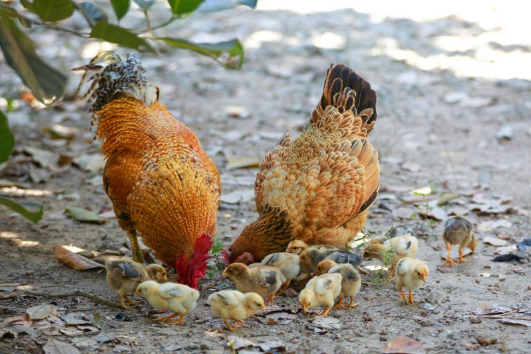 POULTRY HOUSING MISTAKES TO AVOID: WHY YOUR BIRDS KEEP DYING DESPITE GOOD FEED