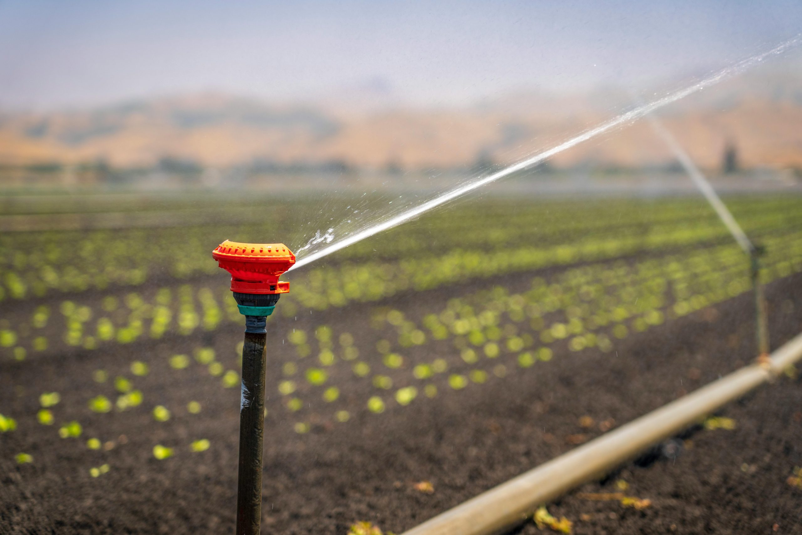 irrigation