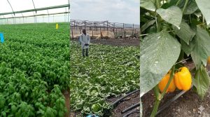 Land lease in Isinya.