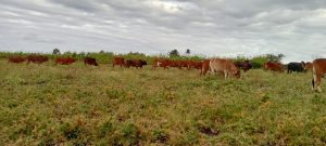 Land for sale in Isinya.