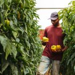 best farming practices in Kenya