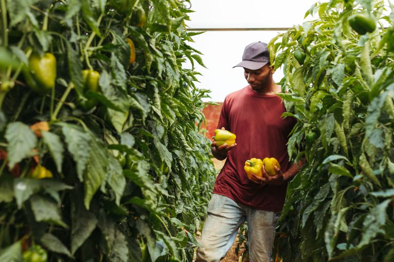 best farming practices in Kenya