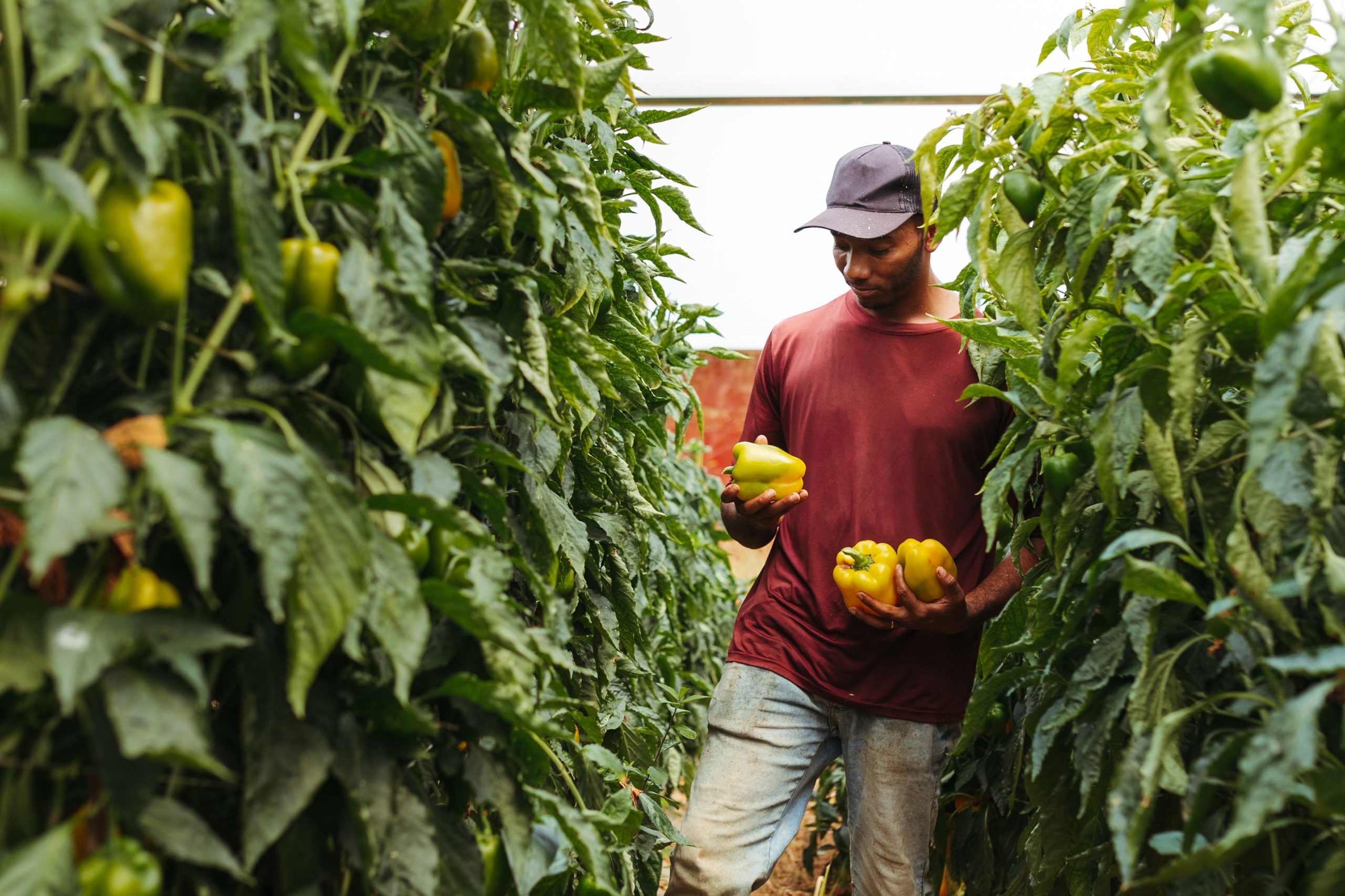 best farming practices in Kenya
