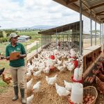 broilers, layers or kienyeji chicken