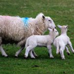 Sheep and goat breeding in Kenya