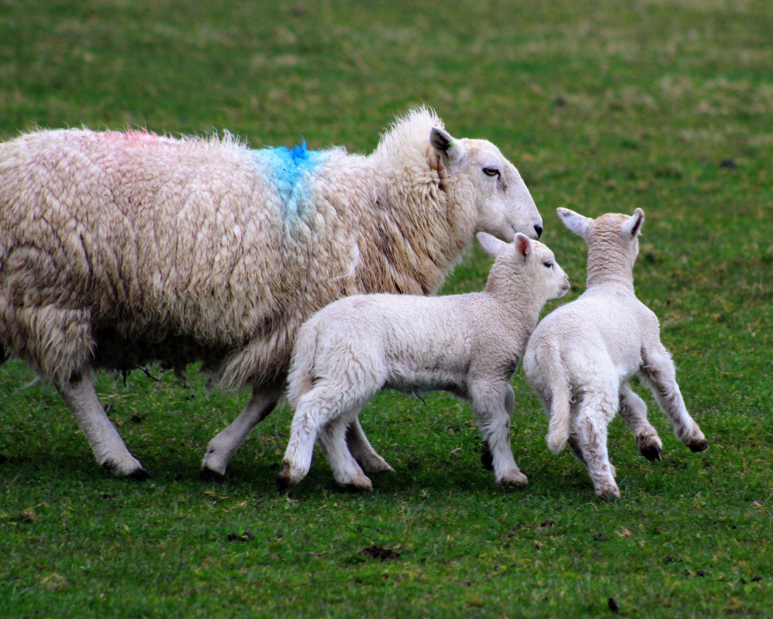 Sheep and goat breeding in Kenya
