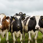 Dairy cows