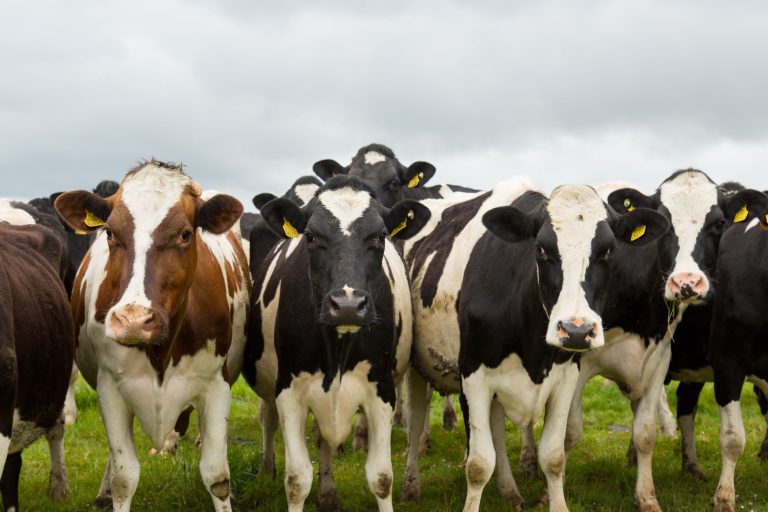 Dairy cows