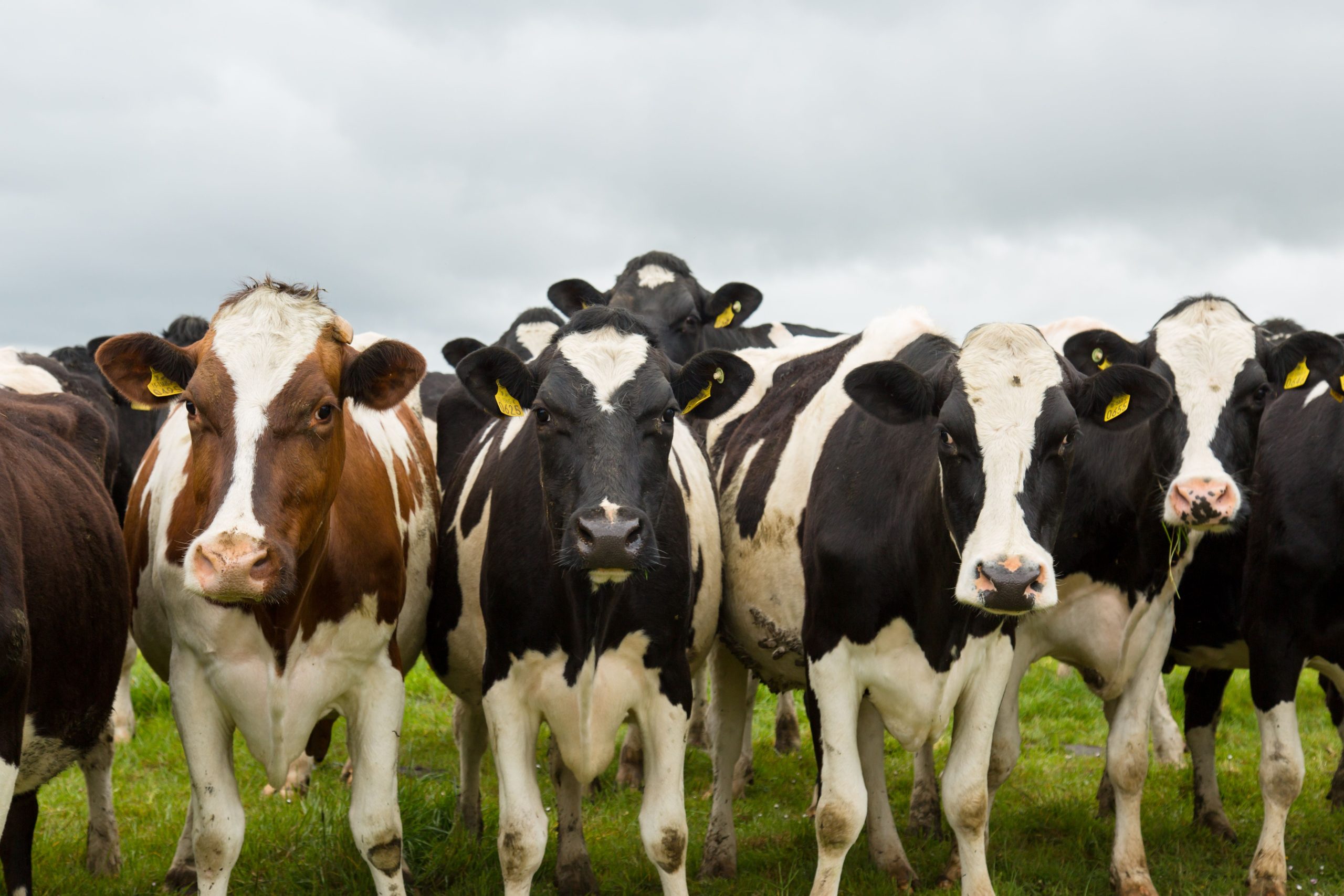 Dairy cows